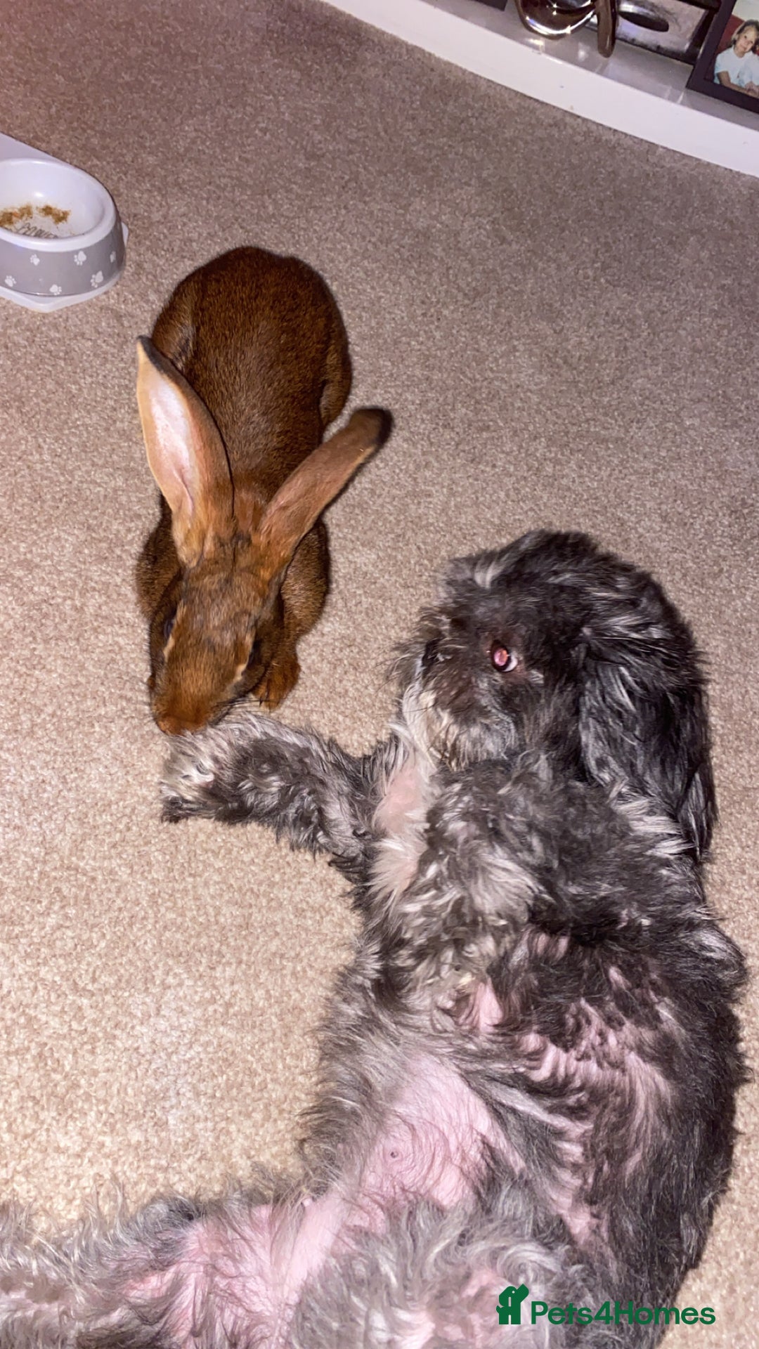 Belgian Hares rabbits for sale: Belgian hare 7 months old - Advert 7