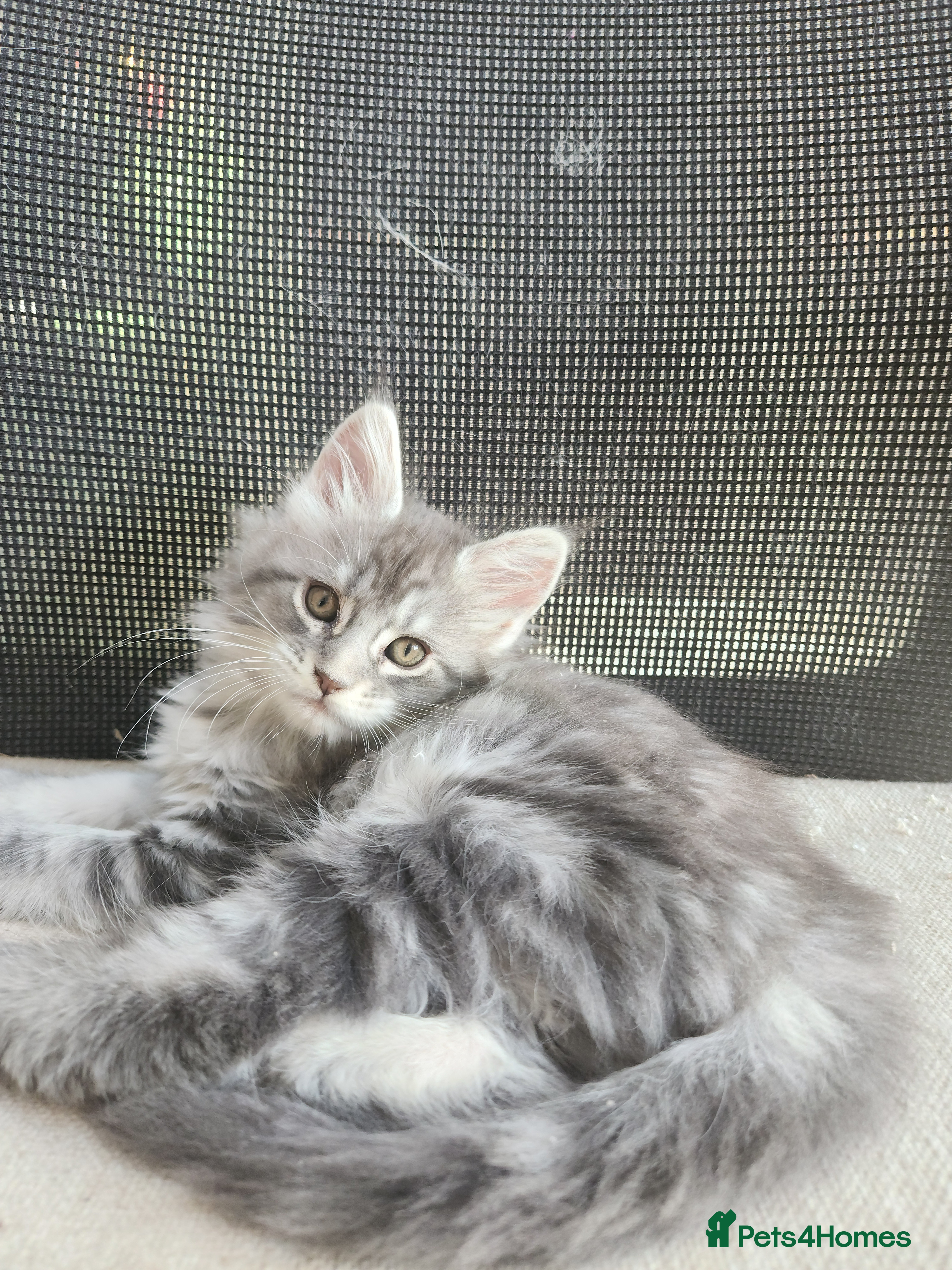 Maine Coon cats Maine coon kittens ready now pick up today  - Advert 12