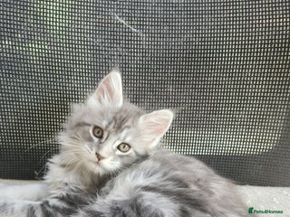 Maine Coon cats Maine coon kittens ready now pick up today - Advert 12