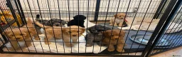 Cockapoo dogs for stud: Handsome Merle for Stud in Peterlee - Advert 2