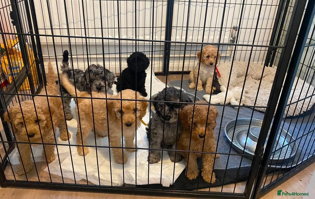 Cockapoo dogs for stud: Handsome Merle for Stud in Peterlee - Advert 2
