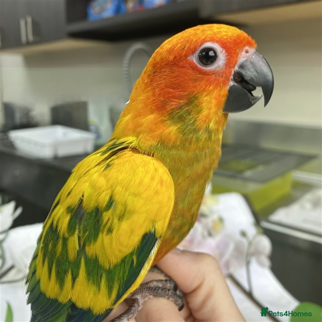 Conures birds for sale: Baby Sun Conure with Full Setup  - Image 2