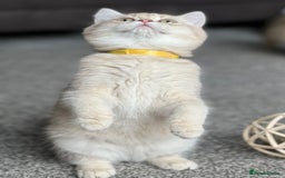British Shorthair cats for sale: Stunning British shorthair NY 12 kittens - Image 20