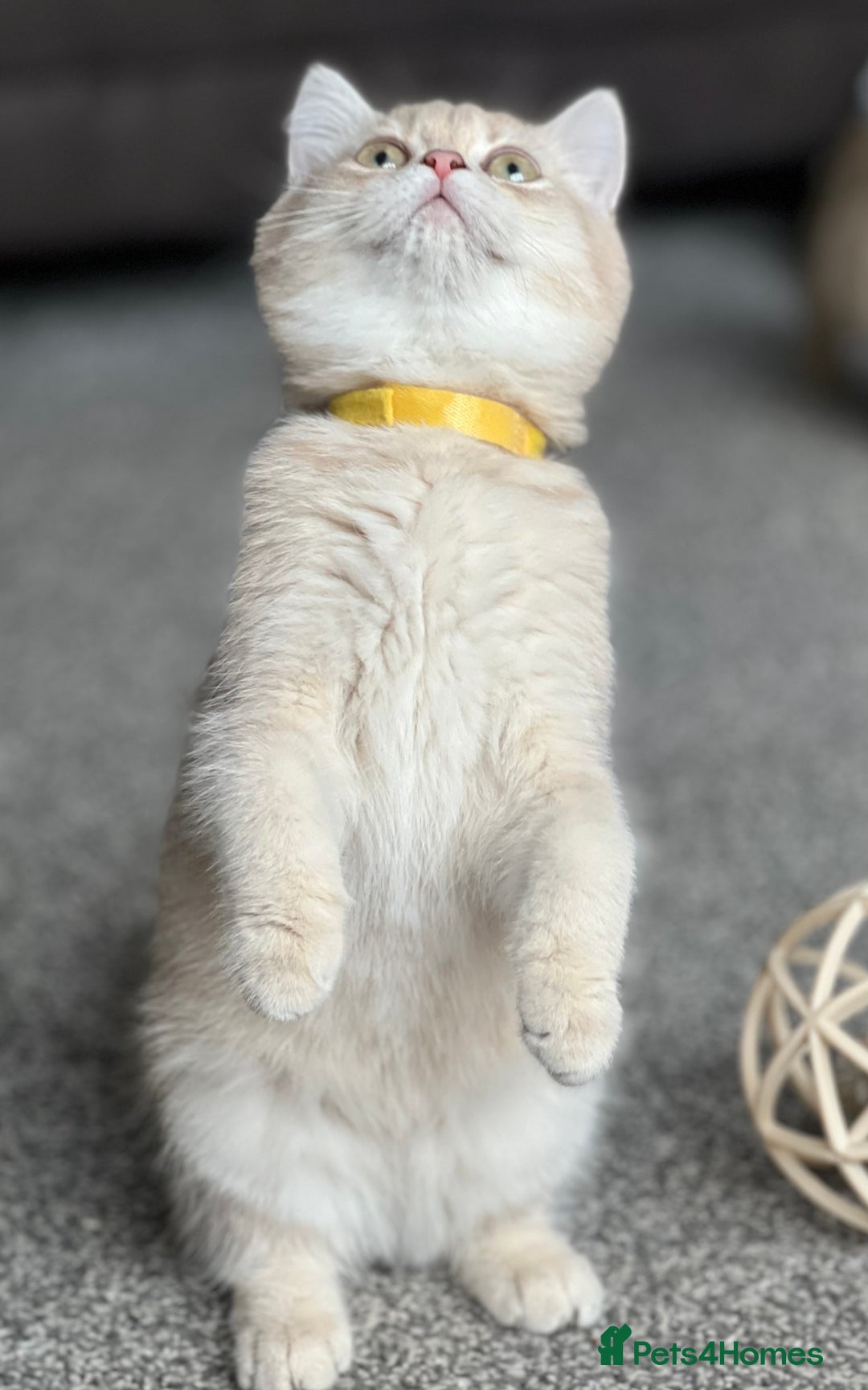 British Shorthair cats for sale: Stunning British shorthair NY 12 kittens - Image 20