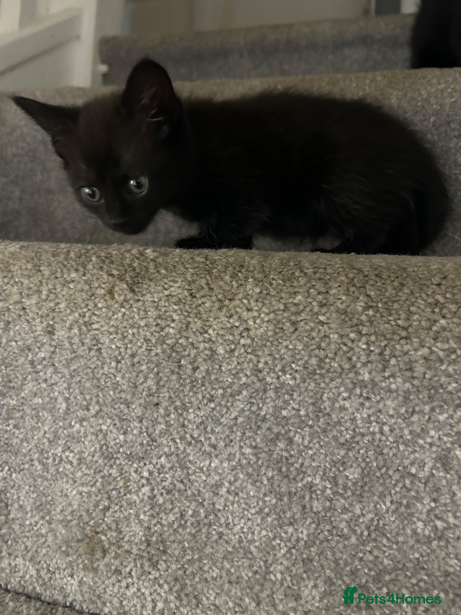 Mixed Breed cats for sale: 4 gorgeous fluffy kittens left  - Advert 3