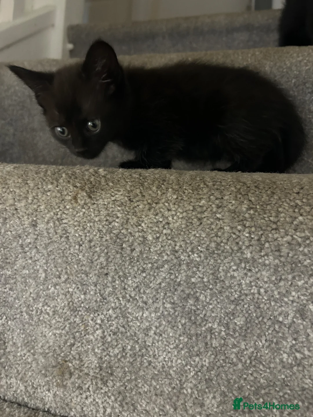 Mixed Breed cats for sale: 4 gorgeous fluffy kittens left  - Advert 1