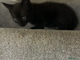 Mixed Breed cats for sale: 4 gorgeous fluffy kittens left - Advert 3