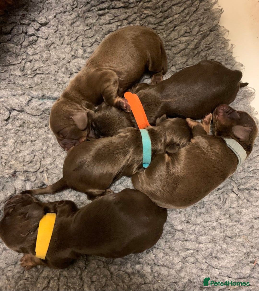 Cocker Spaniel dogs for sale: Kc reg pure bred show cocker spaniels  - Advert 2