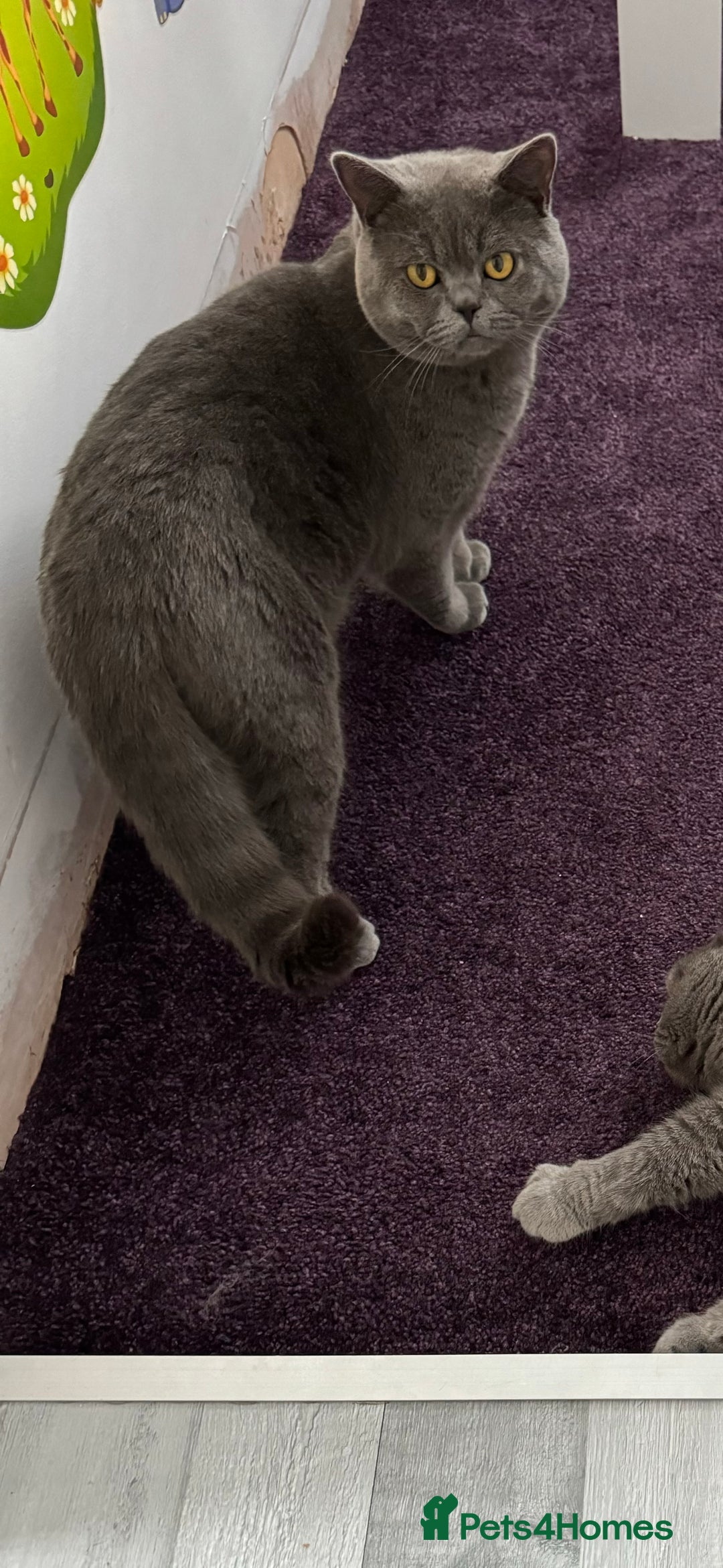 British Shorthair cats for sale: Beautiful British Short Hair - Advert 4