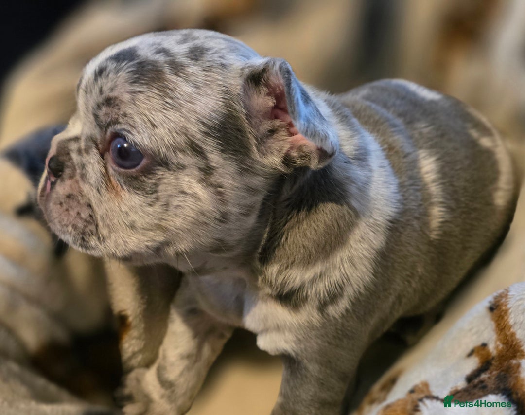 French Bulldog dogs for sale: French bulldog puppies  - Advert 9