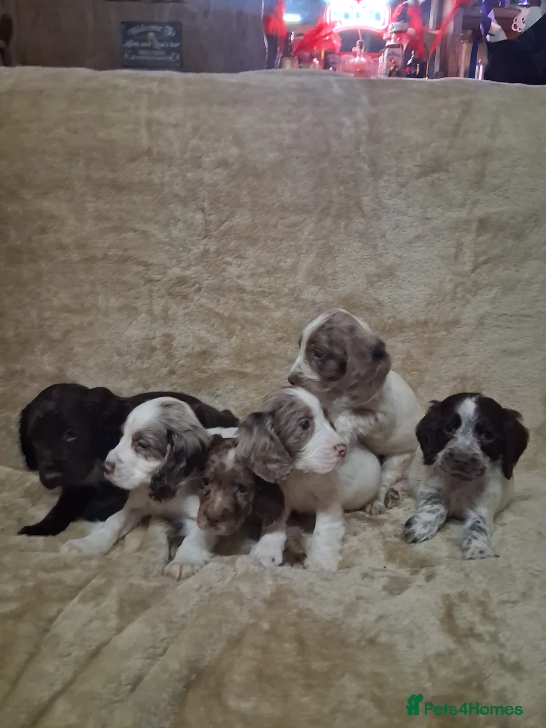 Cocker Spaniel dogs for sale: Cocker spaniel puppies - Advert 9
