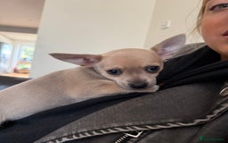 Chihuahua dogs for sale: Female Chihuahua  - Image 6