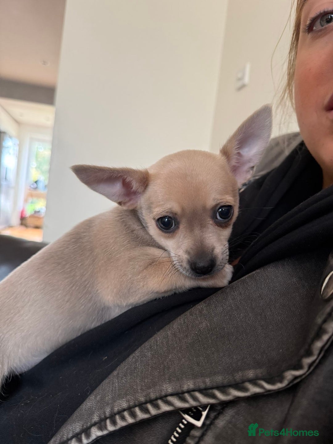 Chihuahua dogs for sale: Female Chihuahua  - Image 6