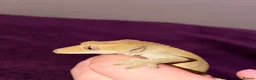 Gecko reptiles for sale: Loki the crested gecko  - Advert 3