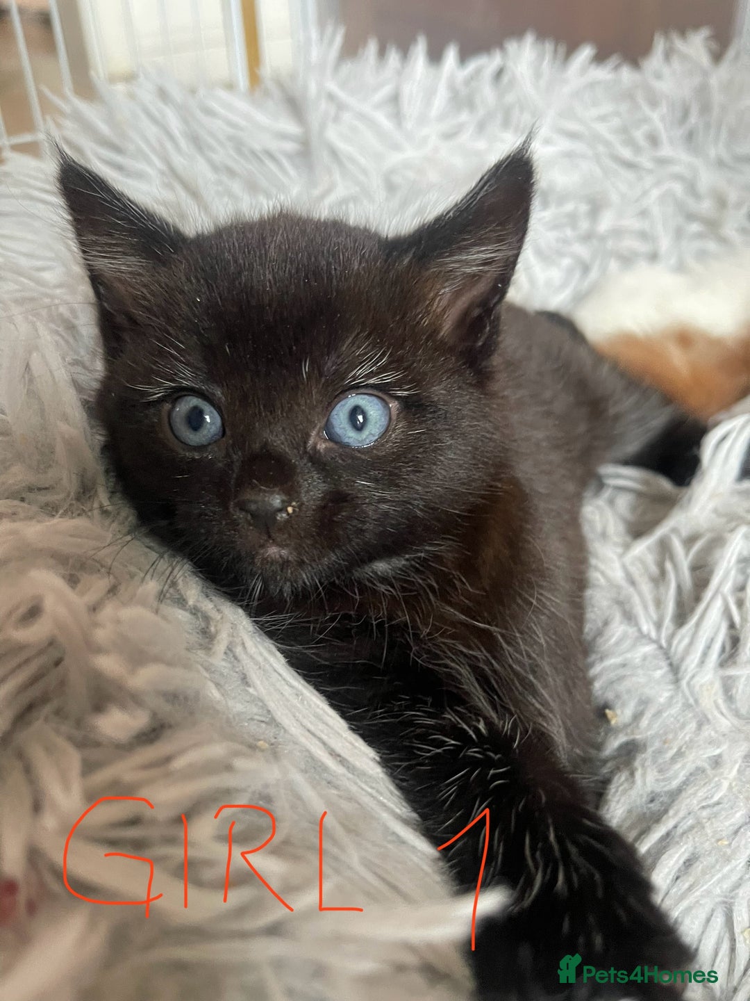 Mixed Breed cats for sale: Adorable Kittens in Croydon (from £130) - Advert 11