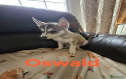 Siberian Husky dogs for sale: BEAUTIFUL SIBERIAN HUSKY PUPPIES WOLF GREY - Image 5