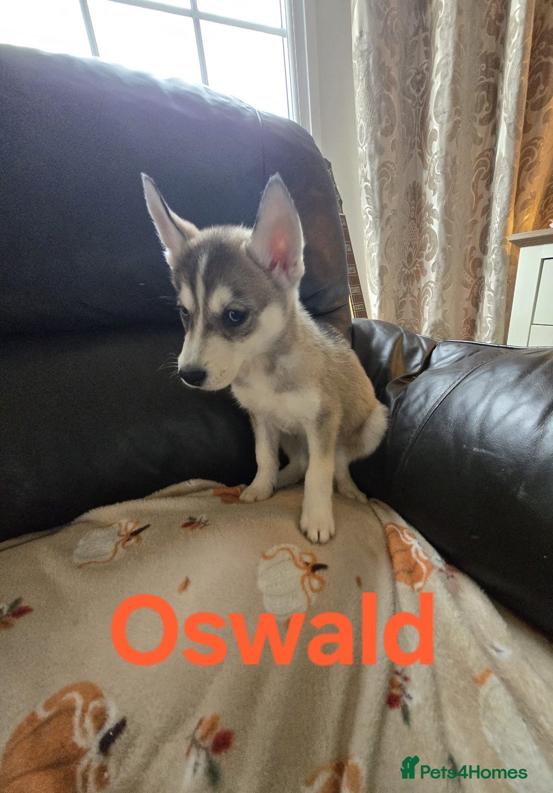 Siberian Husky dogs for sale: BEAUTIFUL SIBERIAN HUSKY PUPPIES WOLF GREY - Image 5