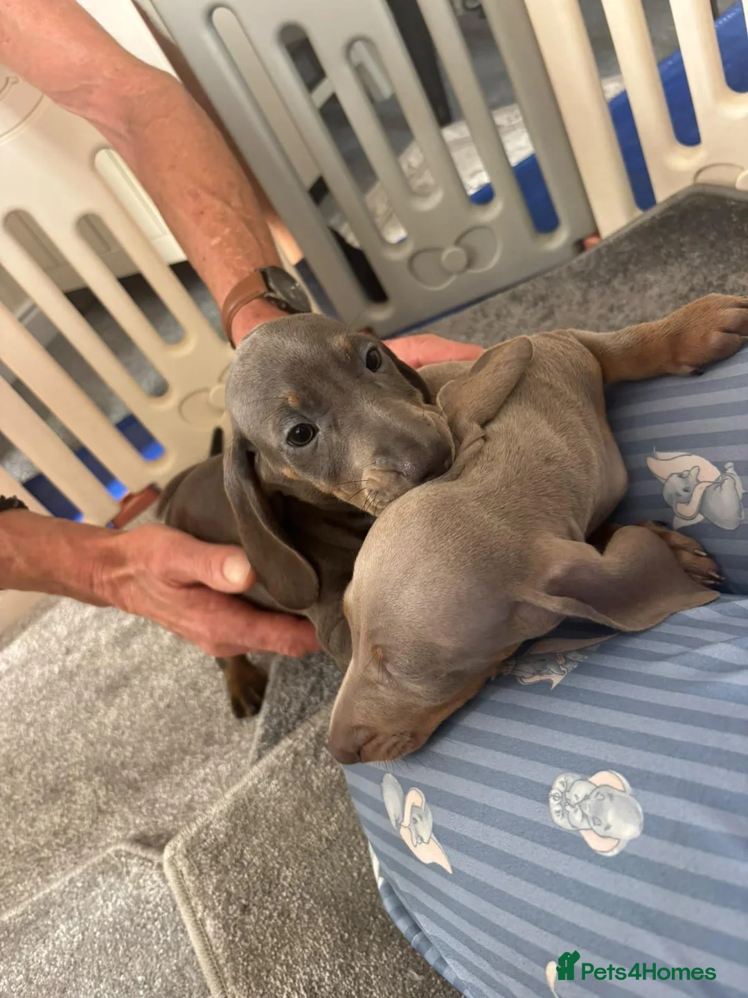 Dachshund dogs for sale: 6 beautiful miniture dachshund - Advert 2