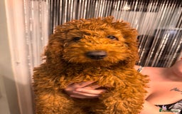 Mixed Breed dogs for sale: 20 week old cockapoo bitch  - Image 3