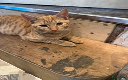Domestic Shorthair cats for sale: Lovely 5 month old kitten for sale  - Image 4