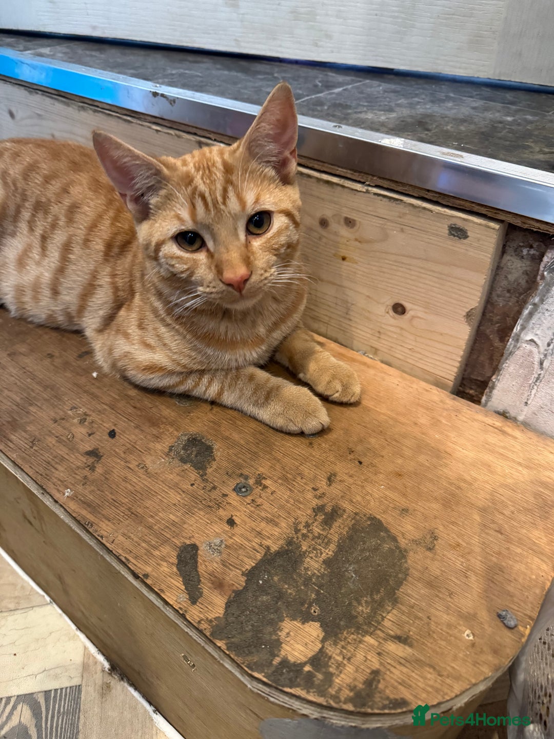 Domestic Shorthair cats for sale: Lovely 5 month old kitten for sale  - Image 4
