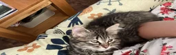 Siberian cats for sale: Siberian girl - Advert 7