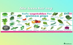 Guinea Pig rodents for sale: Beautiful smooth coat American breed - Image 12