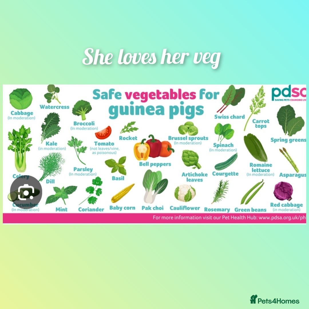 Guinea Pig rodents for sale: Beautiful smooth coat American breed - Image 12