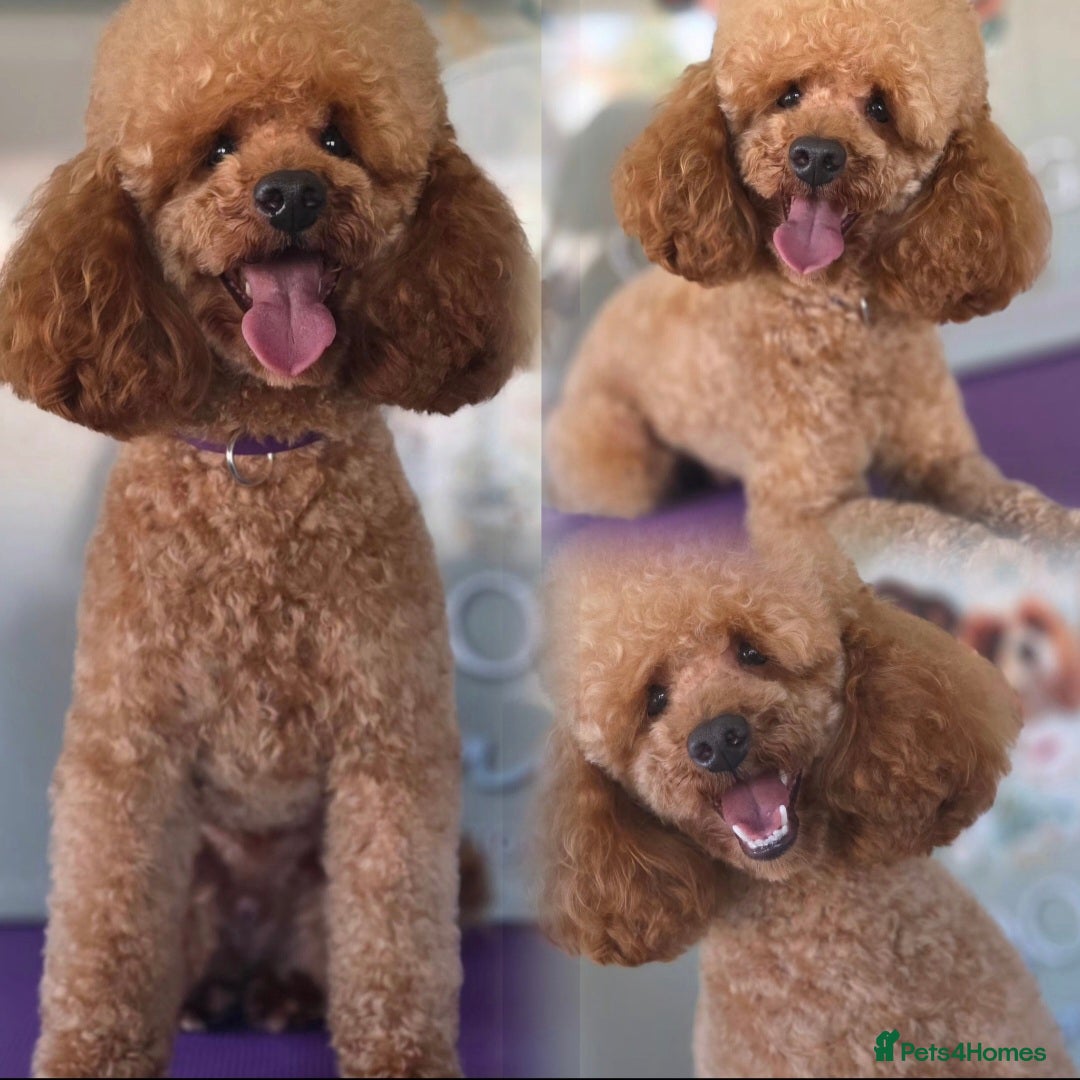 Toy Poodle dogs Toy poodle adult male  - Advert 11