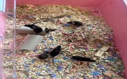 Mouse rodents for sale: Females fancy mice  - Image 3