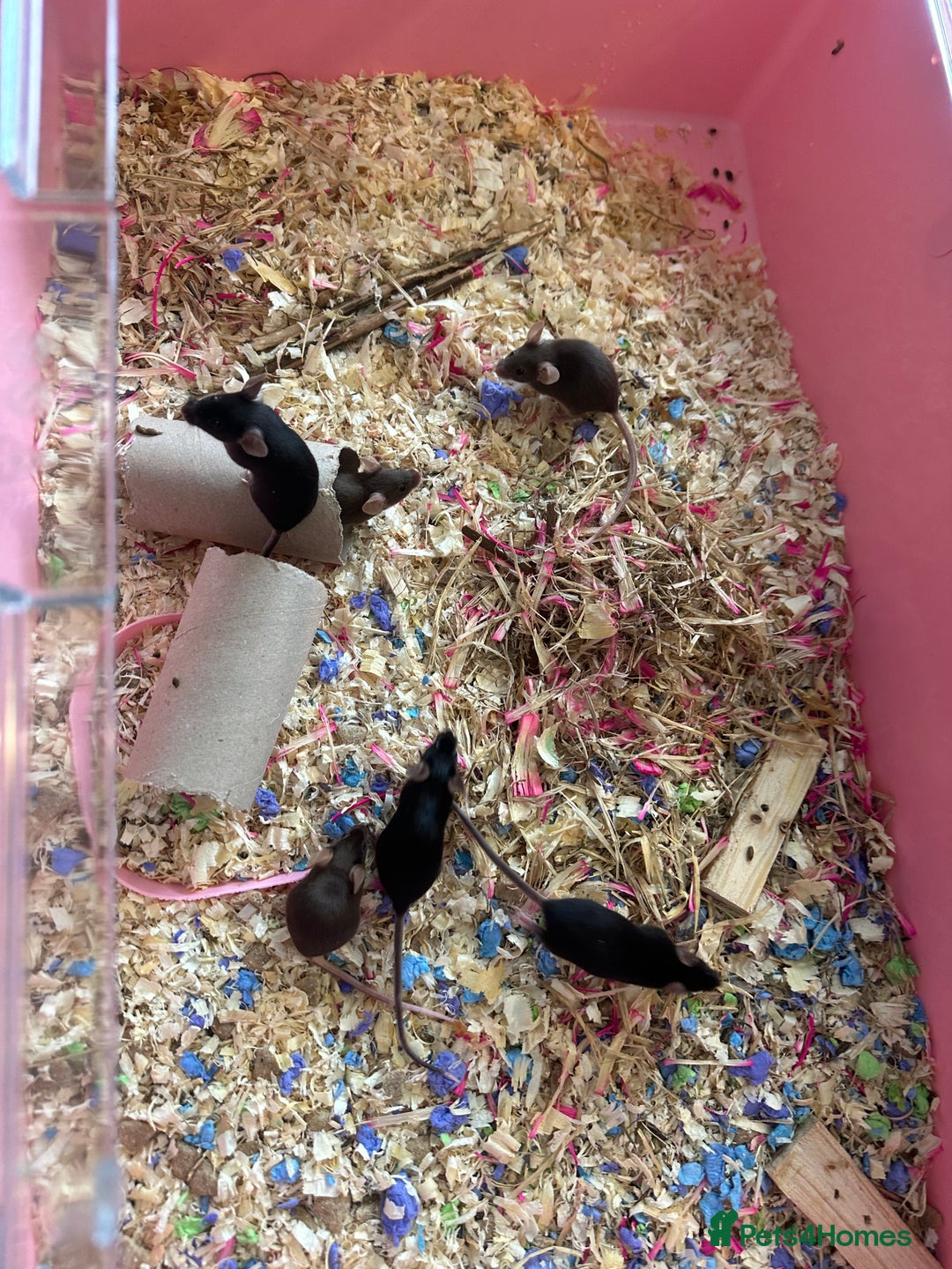 Mouse rodents for sale: Females fancy mice  - Image 3