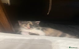 Domestic Shorthair cats for sale: 2 female kittens left for sale  in Bristol - Image 11