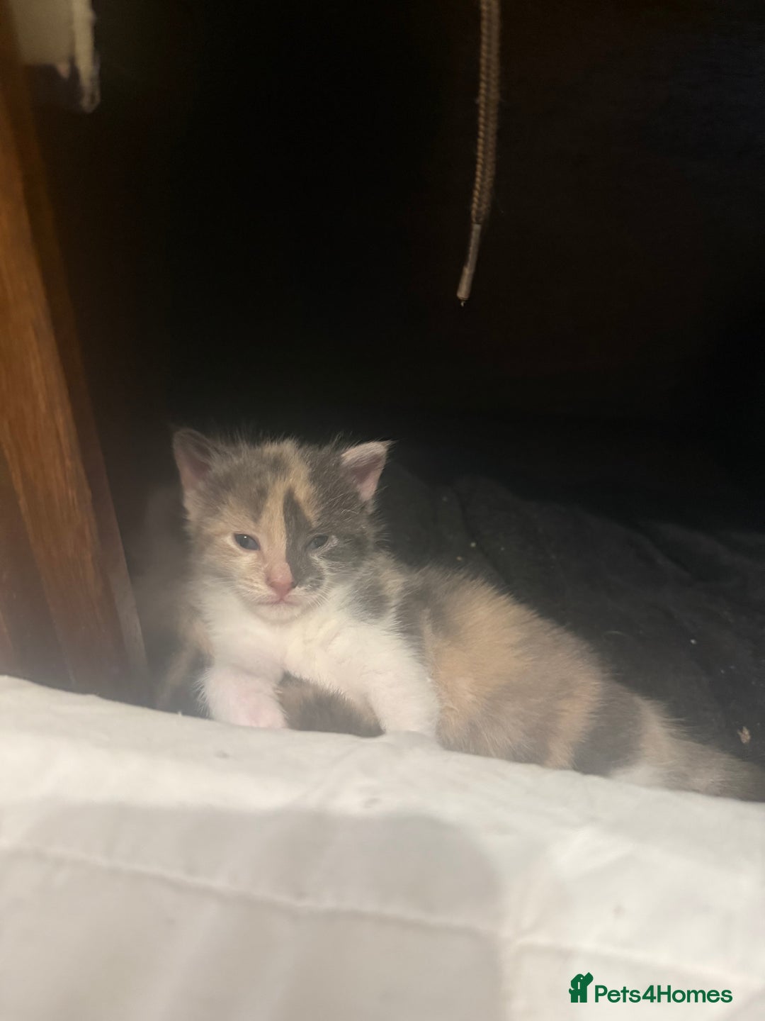 Domestic Shorthair cats for sale: 2 female kittens left for sale  in Bristol - Image 11