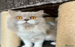 British Longhair cats for sale: British longhair male cat - Image 3