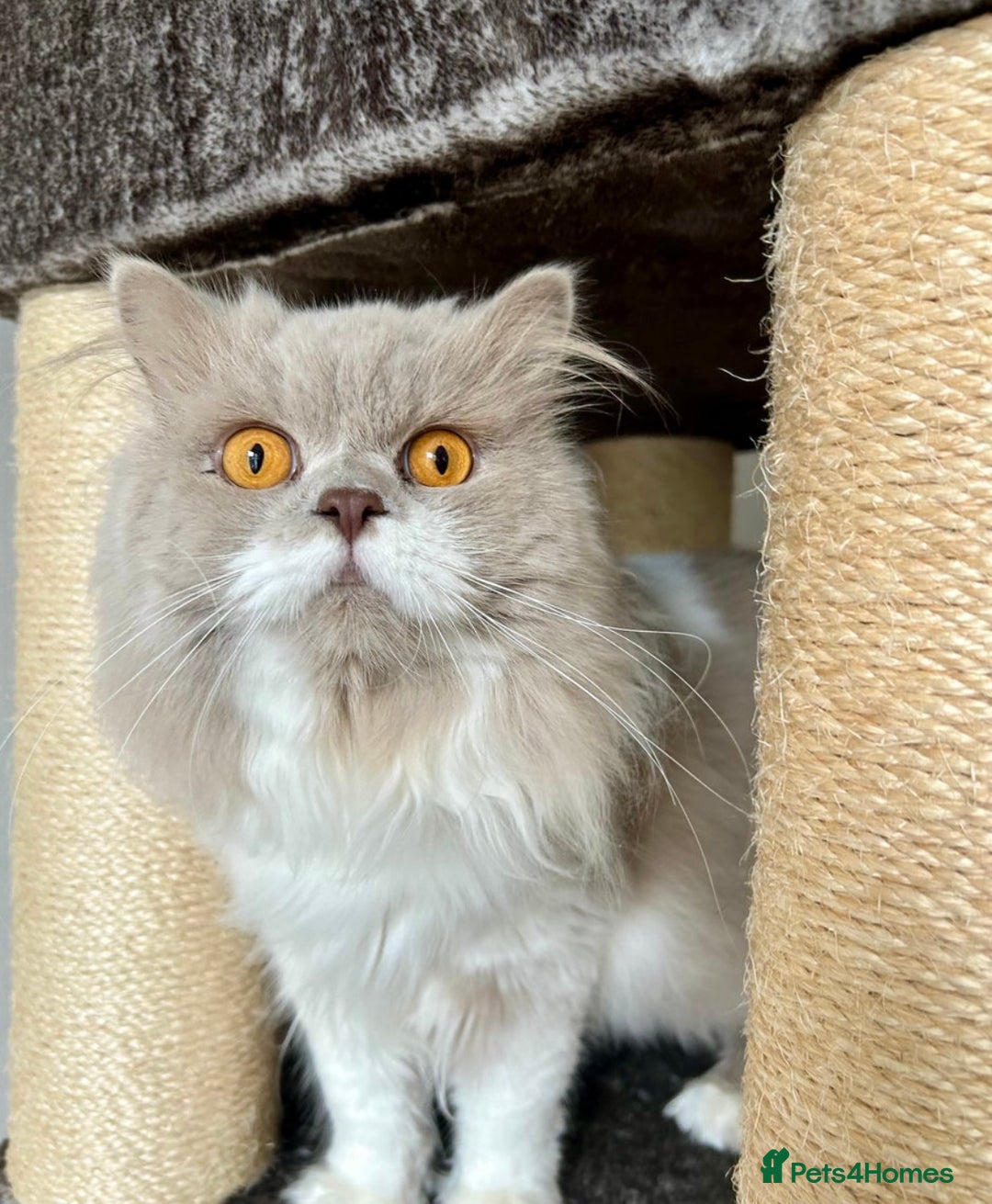 British Longhair cats for sale: British longhair male cat - Image 3