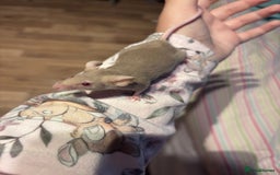 Mouse rodents for sale: Pet Fancy Mice - Adults & Babies - Image 7