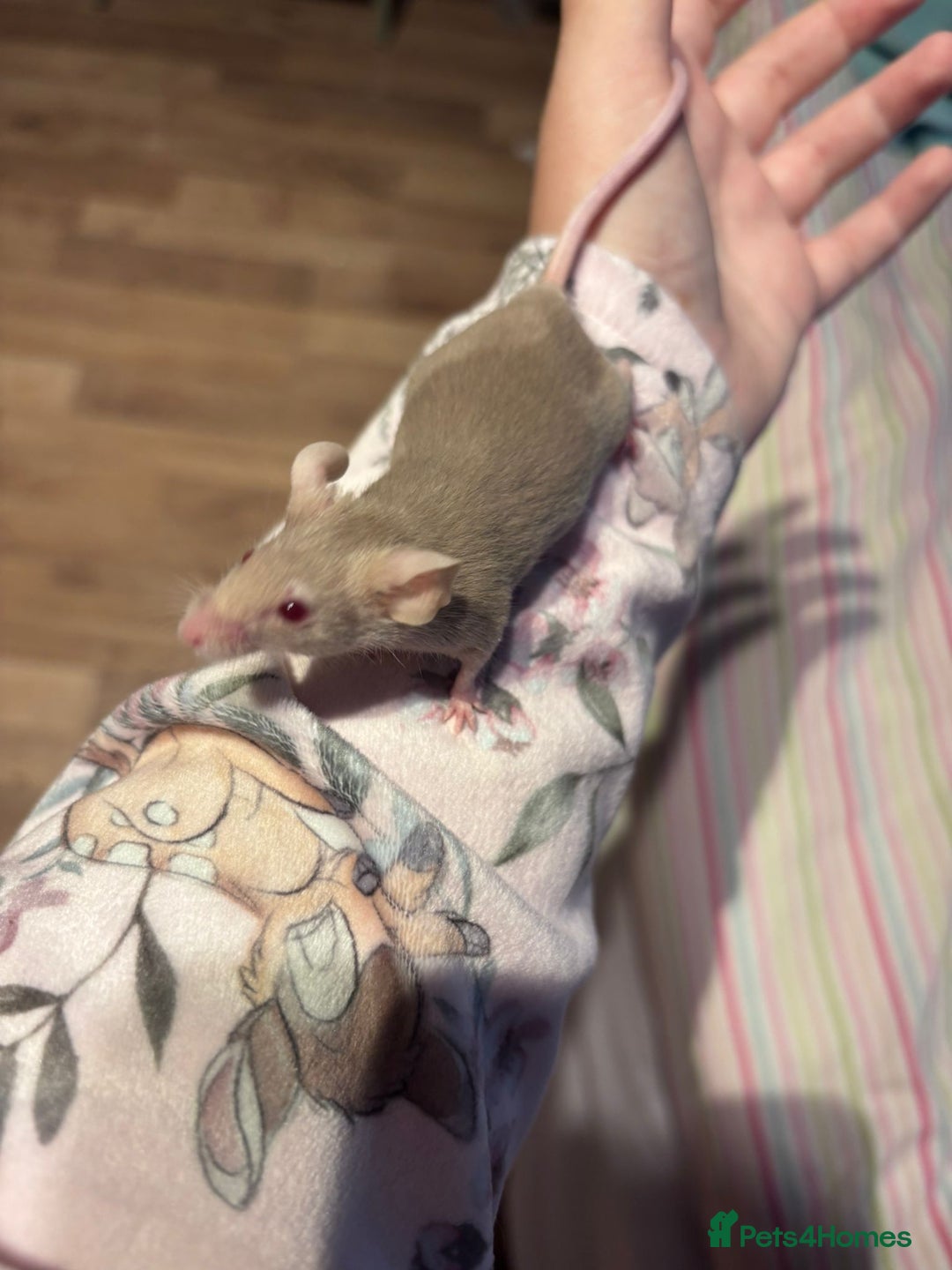 Mouse rodents for sale: Pet Fancy Mice - Adults & Babies - Image 7