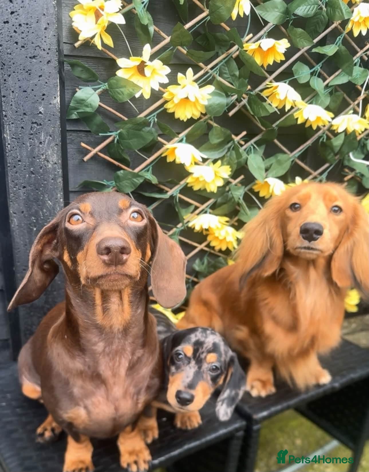 Dachshund dogs Long haired tan to stud  - Advert 1