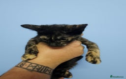 British Shorthair cats for sale: British short-hair kittens  - Image 9