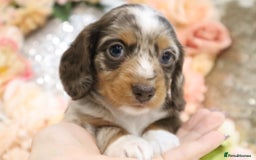 Miniature Dachshund dogs for sale: KC Miniature Dachshund Puppies - Advert 22