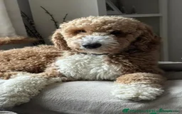 Labradoodle dogs for sale: Fully Vaccinated, Lab x Australian Labradoodles  - Image 15