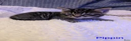 Mixed Breed cats for sale: Six adorable and sweet natured kittens in Kilmarnock - Advert 11
