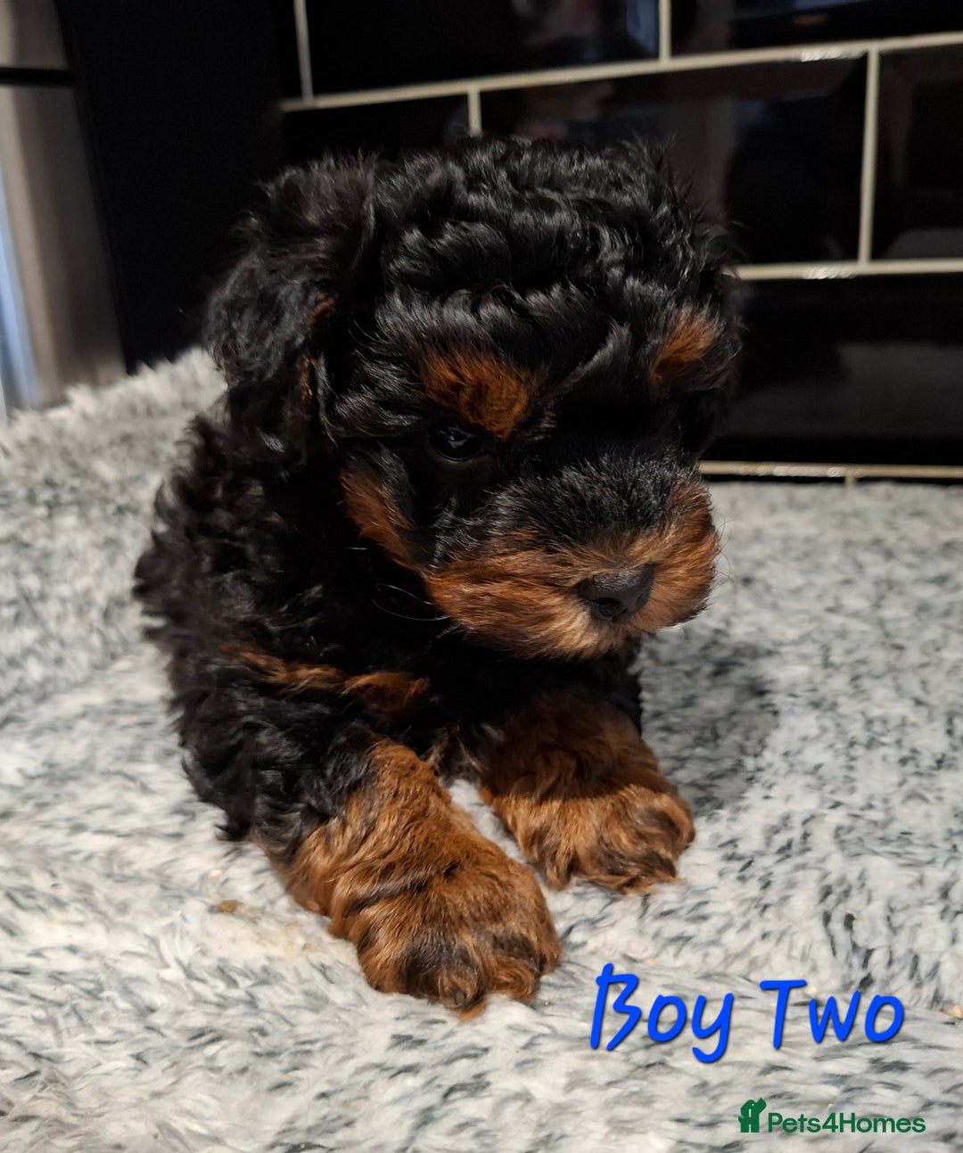 Yorkiepoo dogs for sale: Stunning Yorkiepoo Boys Ready Now - Advert 3