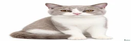 British Shorthair cats for sale: Lilac-Bi siblings - Advert 3