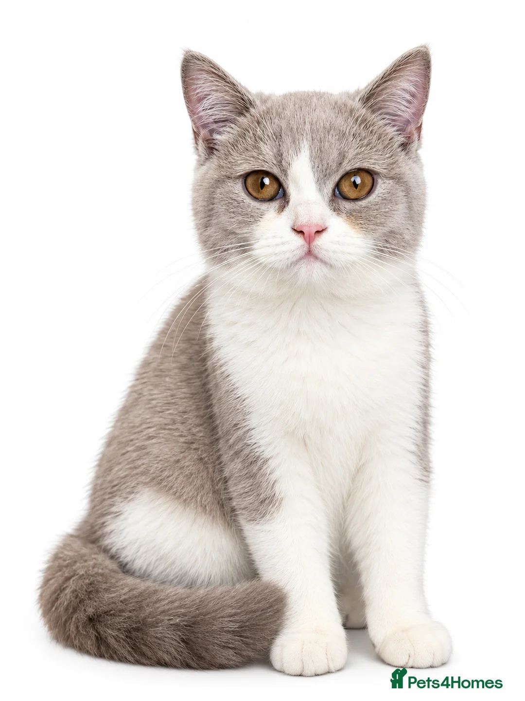 British Shorthair cats for sale: Lilac-Bi siblings - Advert 3