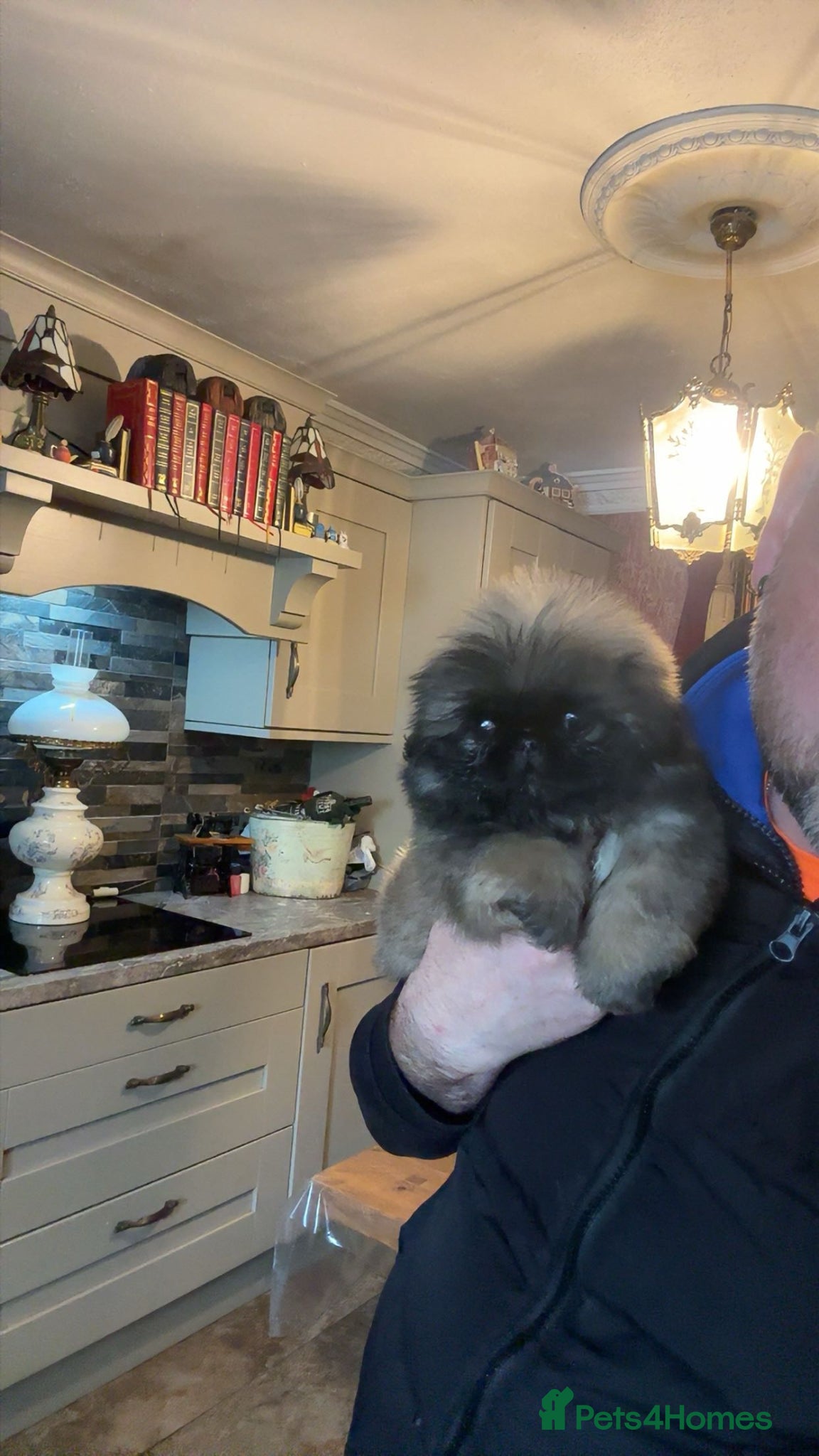 Pekingese dogs Stunning high quality Pekingese puppies KC REG  - Advert 1