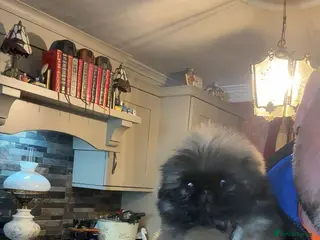 Pekingese dogs Stunning high quality Pekingese puppies KC REG - Advert 1