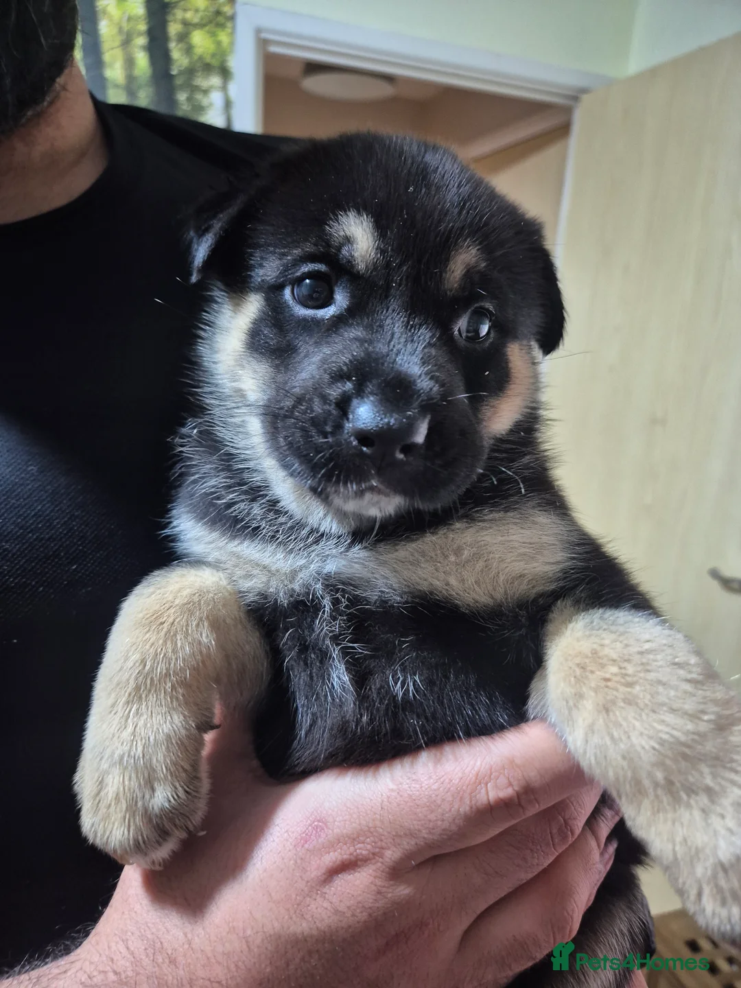 Mixed Breed dogs for sale: READY NOW! Stunning litter of puppies!! - Advert 24