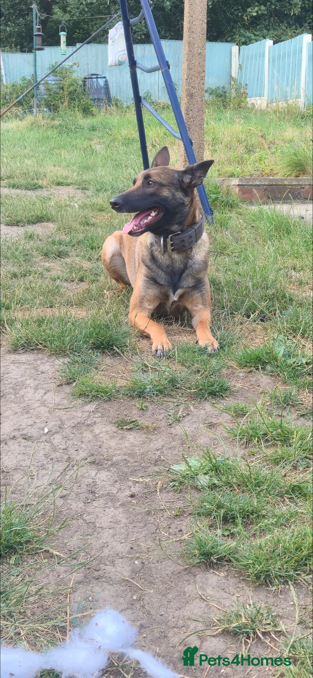 Belgian Shepherd Dog dogs for sale: Ringsport fci malinois x knpv dutch shepard - Advert 2