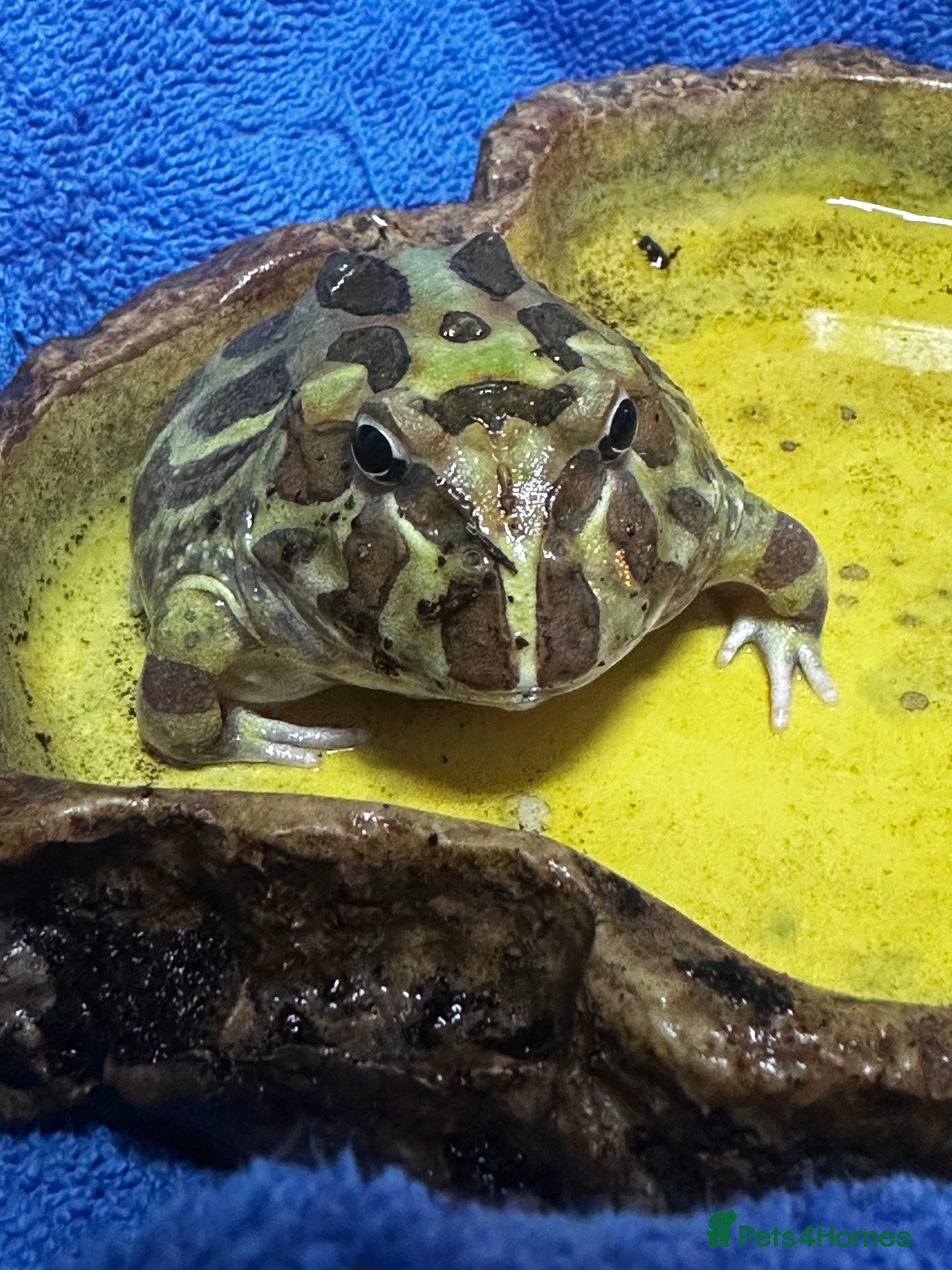 Frog reptiles Packman Frog  - Advert 1